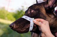 snout circumference