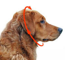 dog collar size