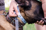 neck circumference