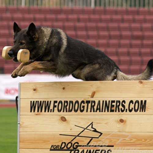 dog training tool