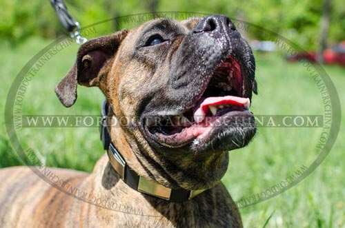 拳师犬新式豪华项圈