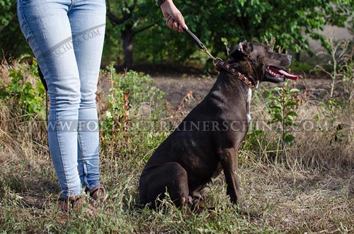 比特犬项圈