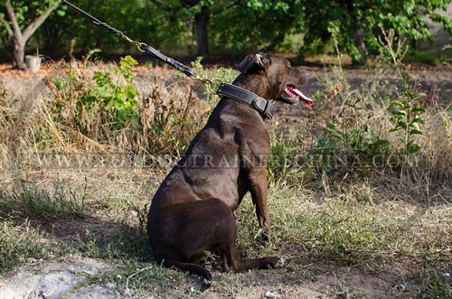 比特犬项圈