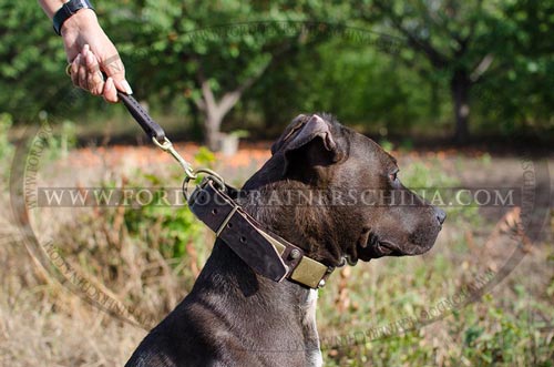 比特犬项圈