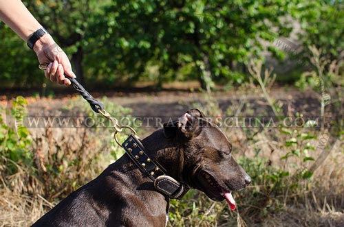 比特犬项圈